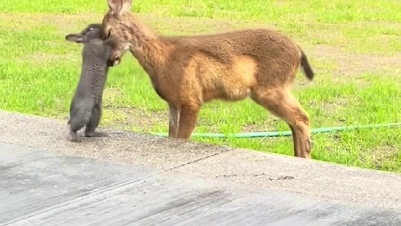 Real Life Bambi and Thumper