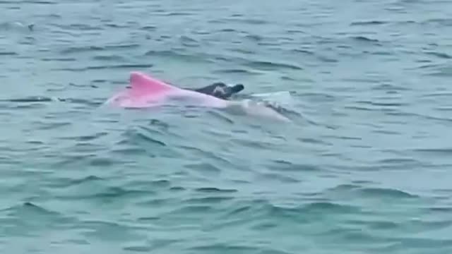 Appearance of the Pink Dolphin