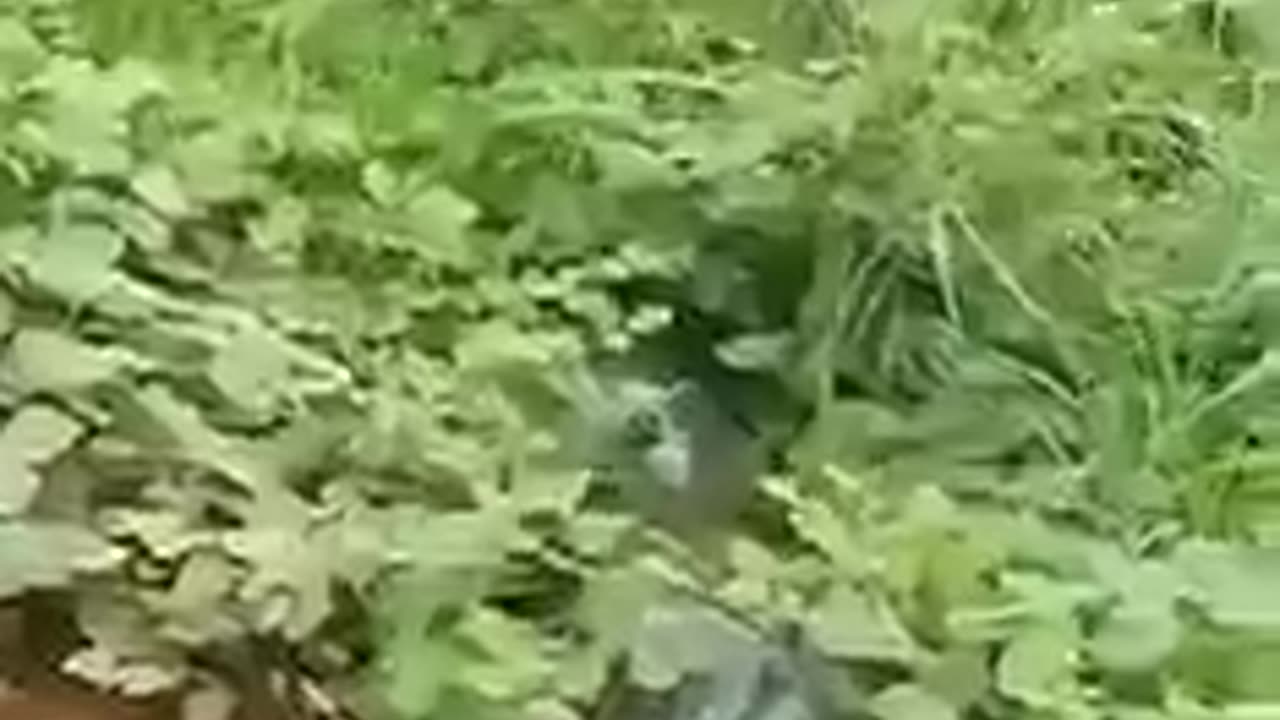 Animal: Big snake