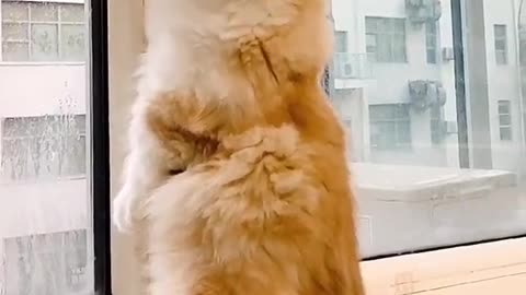 Funny cat video 😁