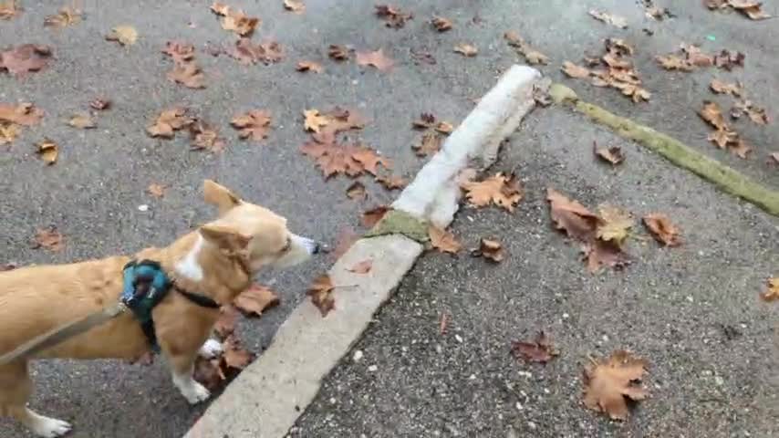 2022-12-09 (2) - Suite du live - Twitch Decheterie