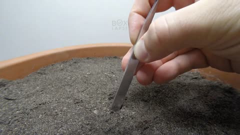 Growing KALE Time-Lapse