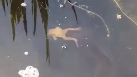 A Frog Riding On A Fish #shorts #viral #shortsvideo #video