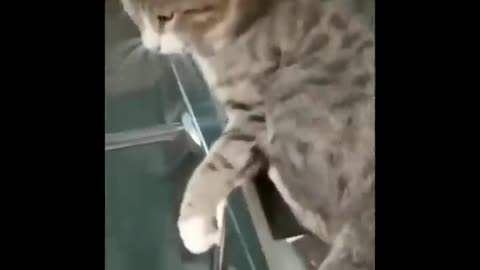 YOU LAUGH YOU LOSE - Funny Cats