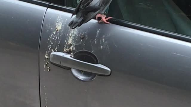Bird Crap on a Monday Morning
