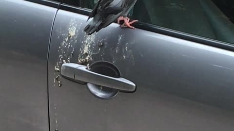 Bird Crap on a Monday Morning