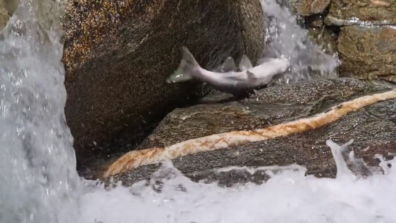 The some important guest in the water