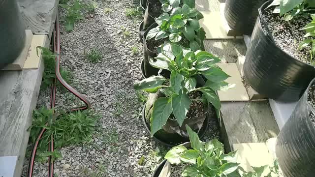 Capsicum Update 15-11-2022