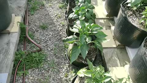 Capsicum Update 15-11-2022