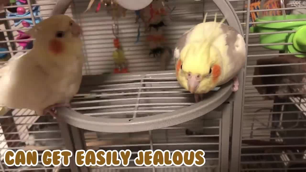 ✨15 Things That Cockatiels Do ✨