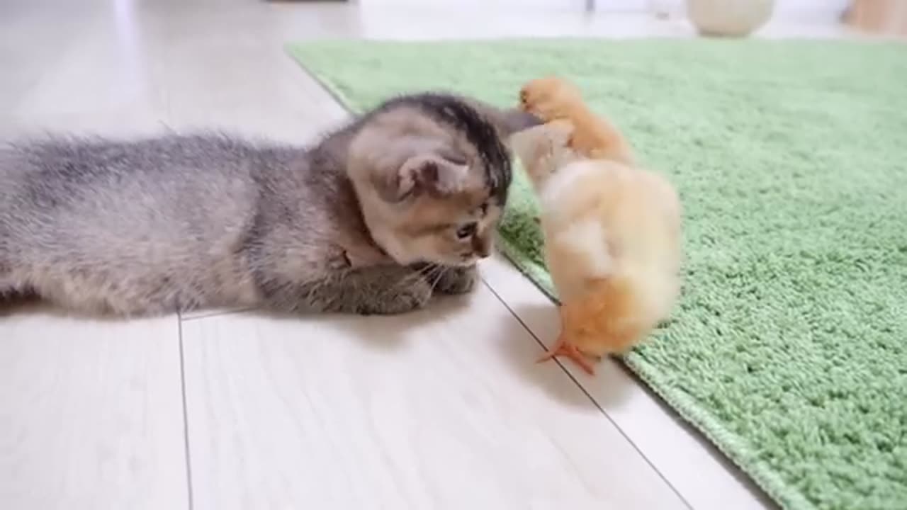 Cute Little Chicken vs Funny Kittens Videos Cute Cats Videos