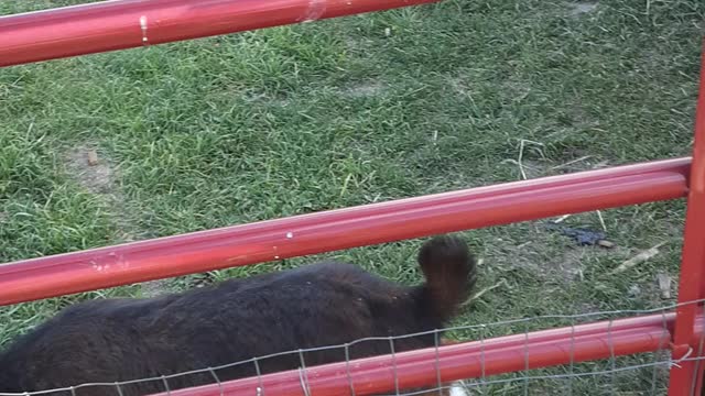 Building a lean tool for goats part 2