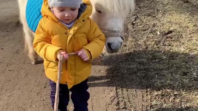 Toddler and little horse are best friends