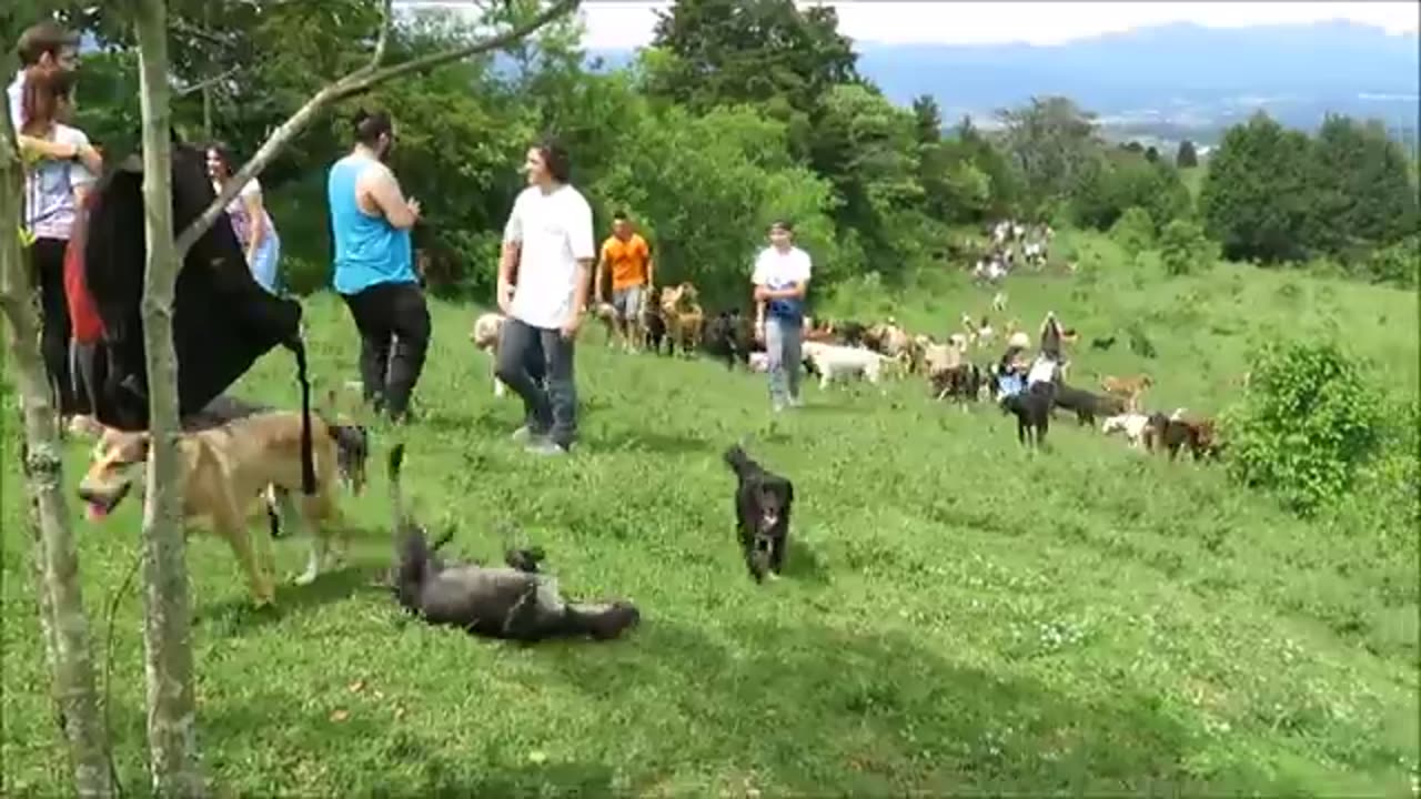 English dog. Territorio de Zaguates "Land of The Strays" Dog Rescue Ranch Sanctuary in Costa Rica