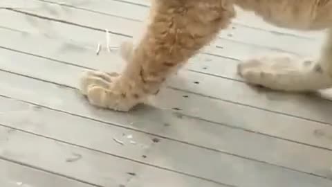 Little lion tantrum