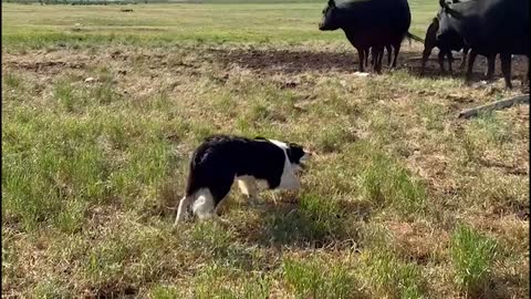 Jesse by Joni Tietjen for Apex Ranch Legends Stock Dog Sale July 15-17