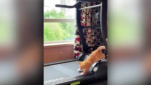 Funny Cats and Dogs