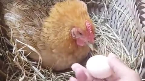 Smart Hen