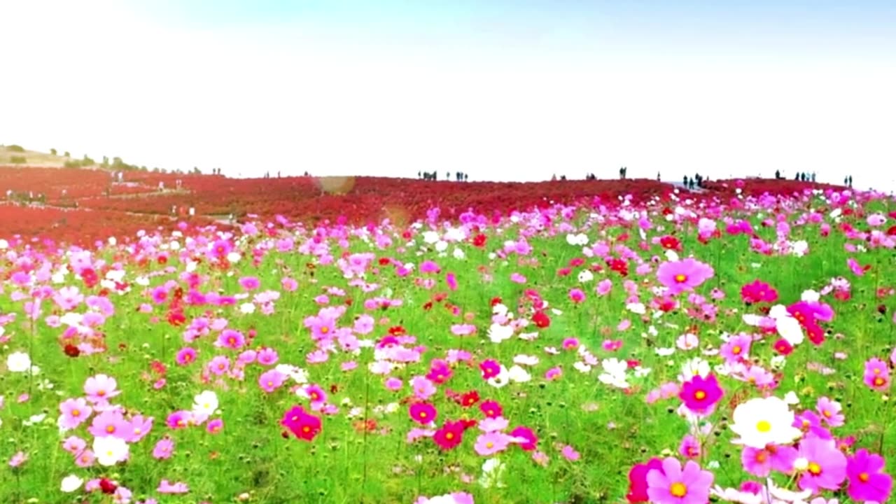 Hitachi Seaside Flower Field for Flower Lovers #japantravel