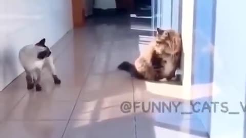 Best Funny Animal Videos 2022 😂 - Funniest Cat Videos 😻