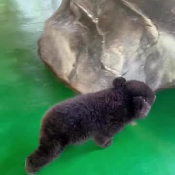 Baby bear vd baby tiger 🐯🐻🥰❤️ #viral #funnyanimals #cuteanimals #funny&cuteanimals