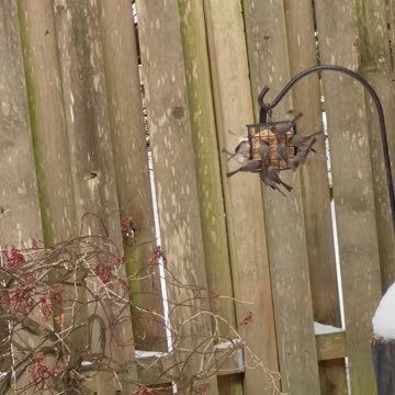 Bushtits on suet feeders, snowy backyard