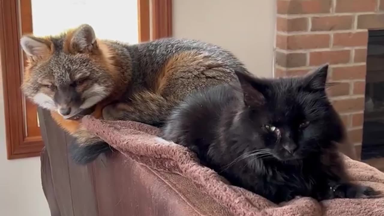 Grey Fox and her best Kitty friend.