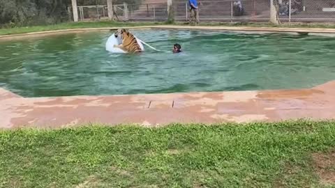 The keeper is playing with the tiger