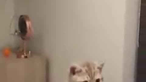 Funny Animals