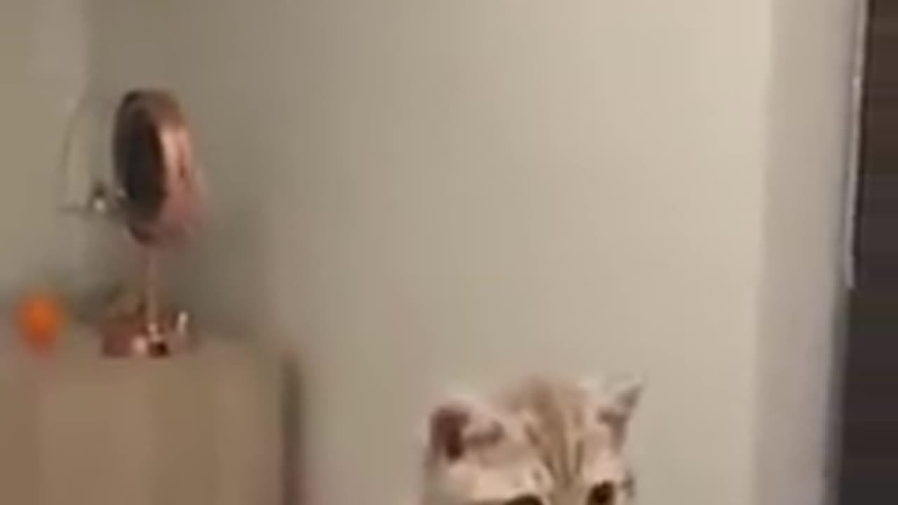 Funny Animals