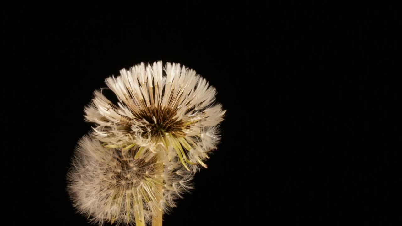 Common Dandelion 💮💮