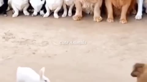 Funny Cute cat dog