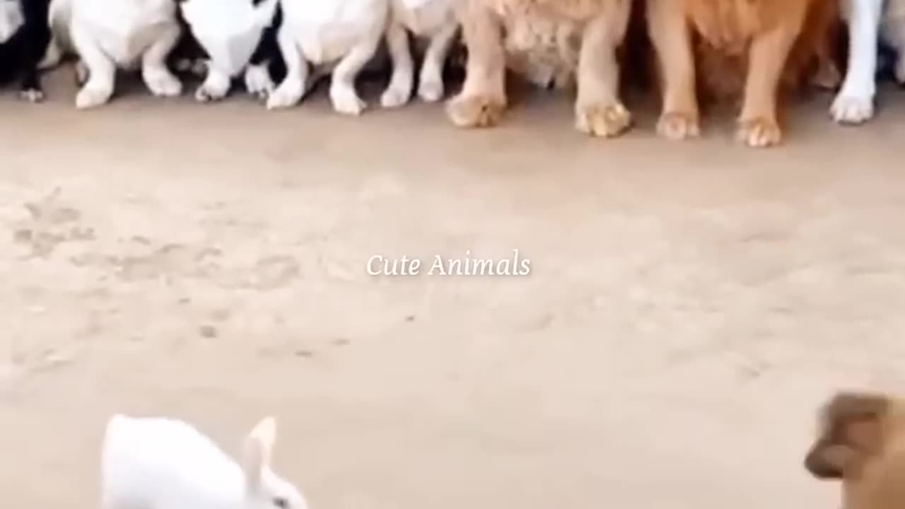 Funny Cute cat dog