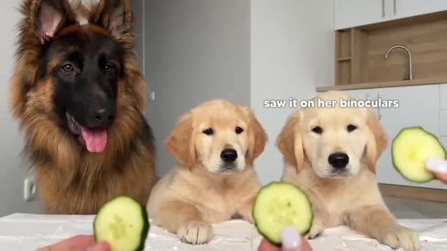 German Shepherd Reviews Food With Puppies