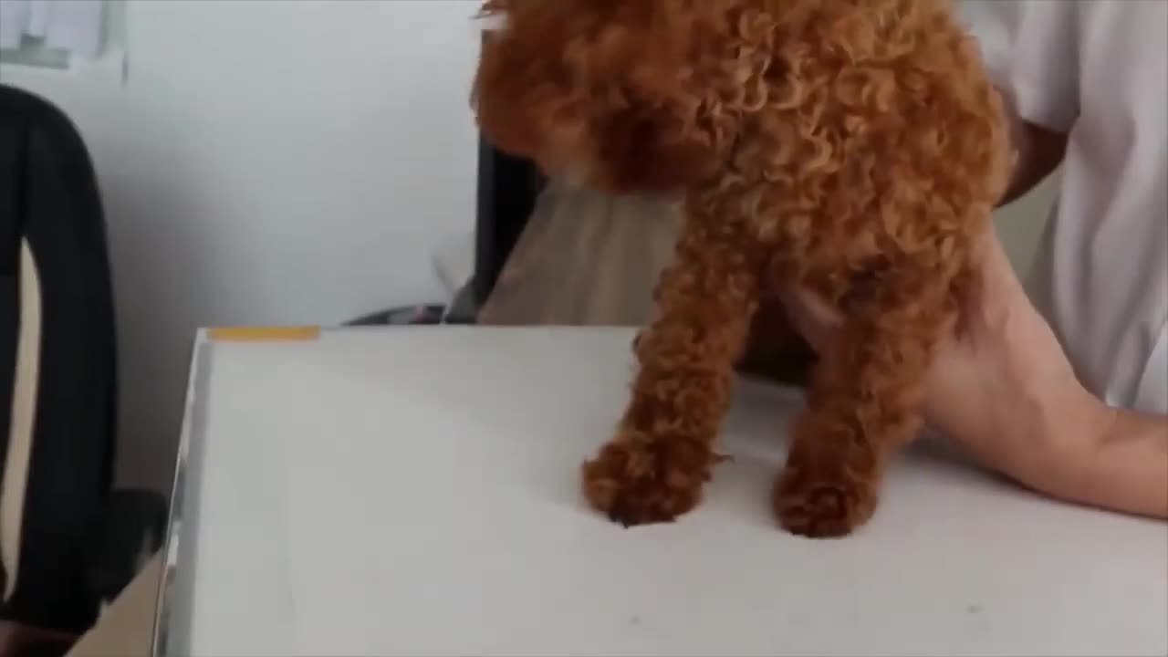 How to take care of puppies full Care 🦮 guide complete method