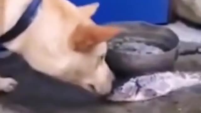 A cute dog try to save a fish's life