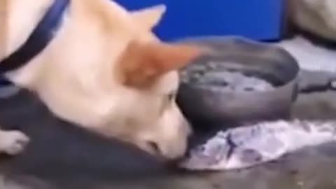 A cute dog try to save a fish's life