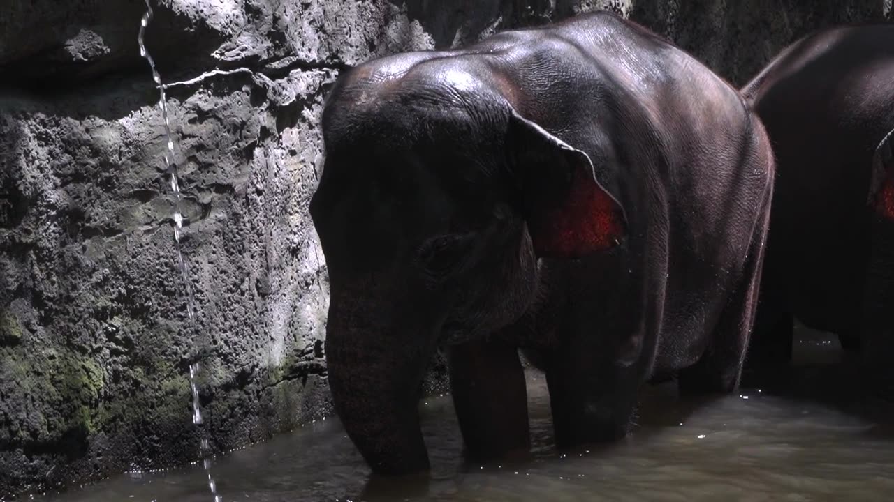 Beautiful Elephant video