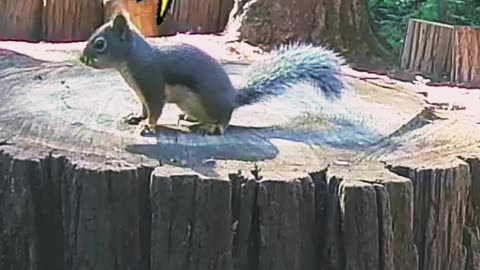 Squirrel missing his treats!