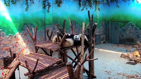 Cute panda video collection，Filmed in Chinese panda culture 2018