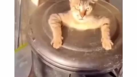 Cat being where he shouldn't be.