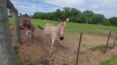 West Sandy Creek Winery & Farm Animals