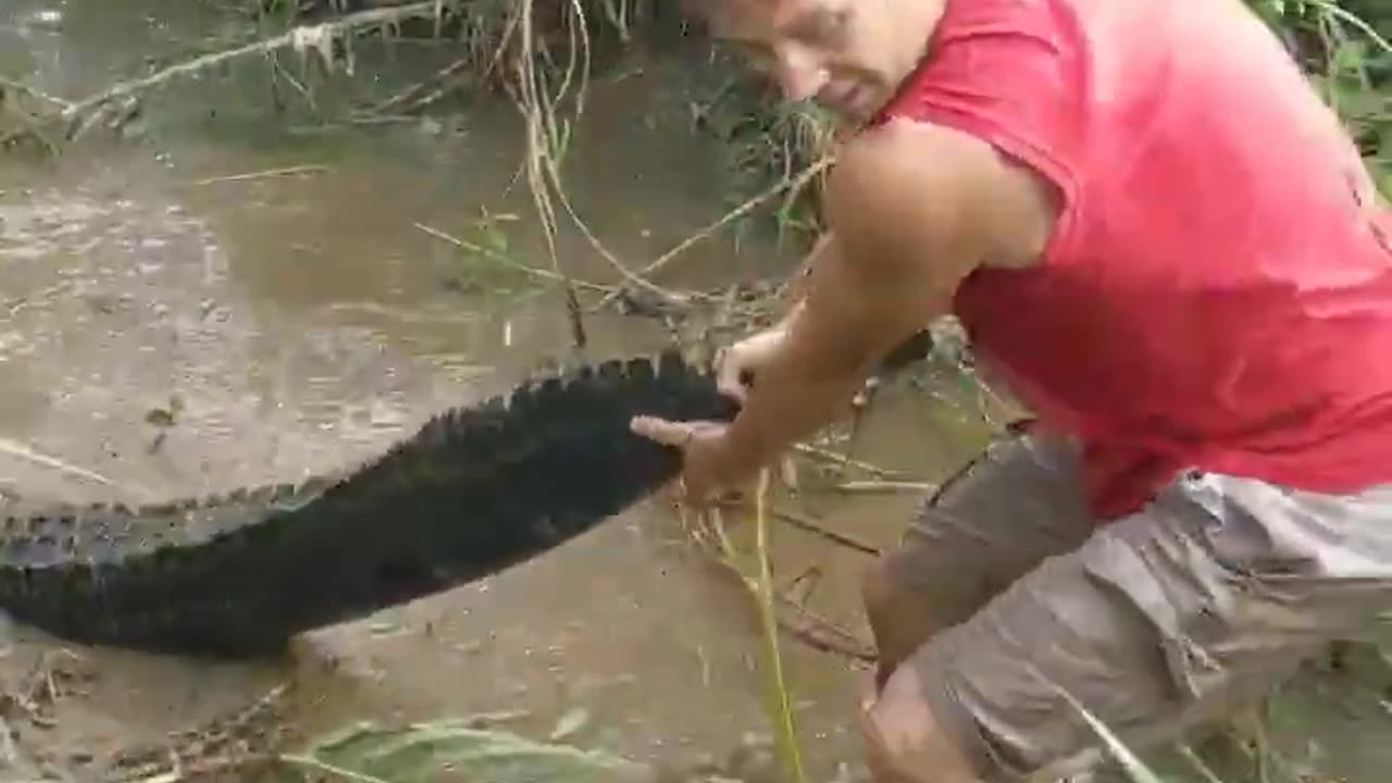 Catching Gator by the tail! #shorts