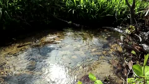 Fish and Forage in Silence ASMR