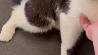 Wobbly Kitty Tackles Stairs