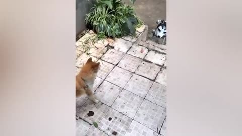 Animals' funniest video 2023🐱🐕🤣🤣