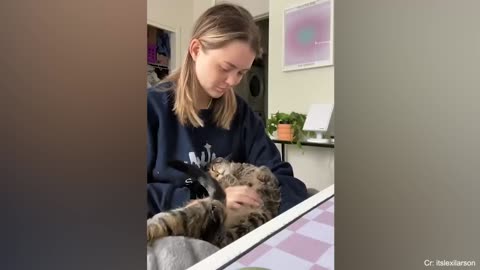 Cats are more affectionate than you might think