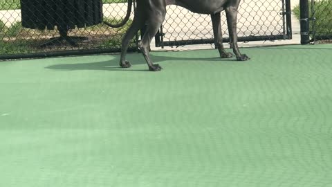 Great Dane Princess having fun again