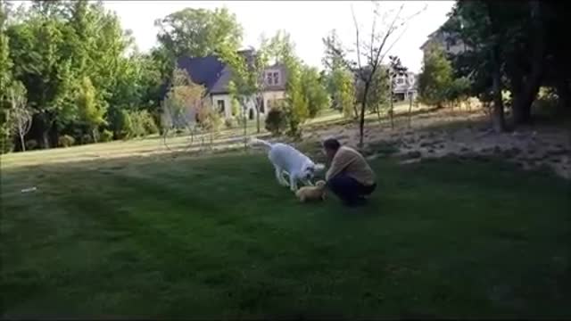 Dog's priceless reaction after getting puppy for birthday