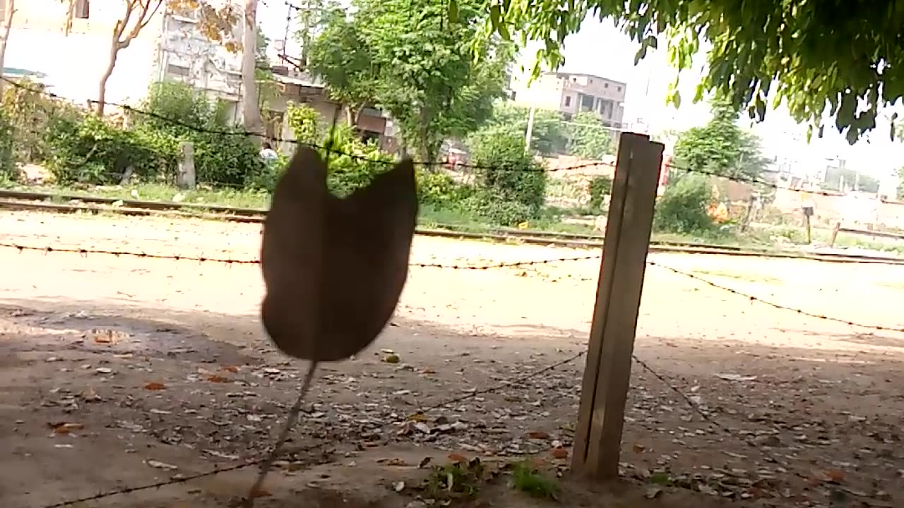 amazing view of a hanging leaf